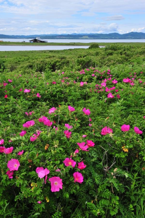 🏞️ 사로마호 왓카 자연 센터 (사로마코 왓카네이차센타) 이미지 1